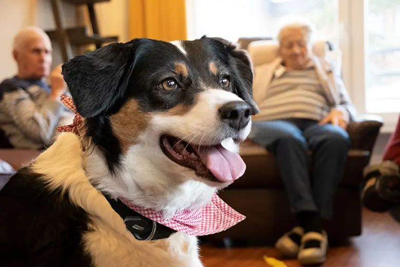 Tiergestützte Therapie